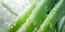 Fresh Dewy Leek On White Background. Close-up Of Green Leek Stalks With Water Drops.