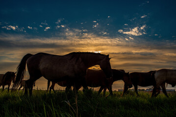 Beautiful thoroughbred horses on a ranch field.