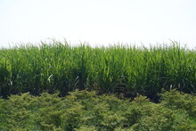 Sugar Cane Plantation With Green Leaves And Ripe Sugarcane Plants