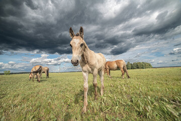 Beautiful thoroughbred horses on a ranch field.