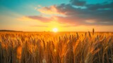 Fototapeta Natura - Beautiful landscape of a wheat field with a beautiful sunset with rays of the sun during the day in high resolution and clarity. concept landscape wheat field beautiful