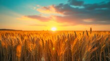 Beautiful Landscape Of A Wheat Field With A Beautiful Sunset With Rays Of The Sun During The Day In High Resolution And Clarity. Concept Landscape Wheat Field Beautiful