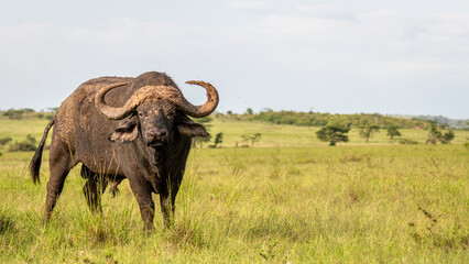 Wall Mural - portrait of a male cape buffalo ( syncerus caffer), olare motorogi conservancy, kenya.