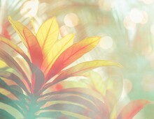 Pastel Tropical Jungle Background With Colorful Croton Leaves. Copyspace, Golden Bokeh Light. 