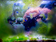 algae on a reef aquarium glass due to lack of maintenance