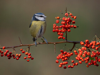 Sticker - Blue tit, Cyanistes caeruleus