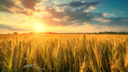 Wall Mural - field of wheat during sunset, summer landscape