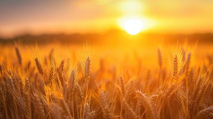 Wall Mural - field of wheat during sunset, summer landscape