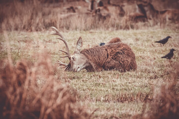 Poster - stag in the park 