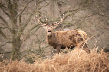 Poster - deer in the park 