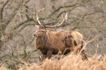 Poster - deer in the park 