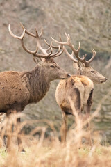 Wall Mural - deer in the park 