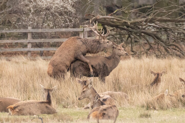 Poster - deer in the country park 