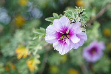 Wall Mural - Malva, or Mallow, beautiful tropical perrenial plant in bloom. Light pink Malva flowers close-up