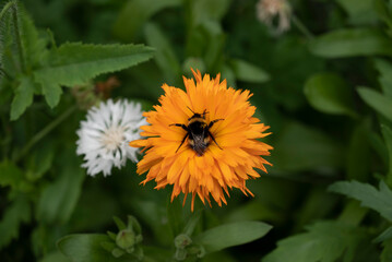 Poster - beautiful yellow daisy in the morning dew. Shallow depth of field