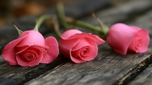 Three Fresh Pink Roses With Dew On Wooden Surface