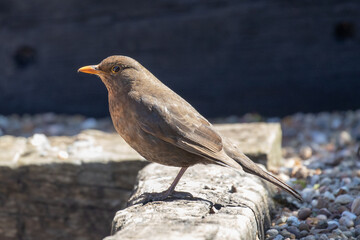 Wall Mural - female blackbird 