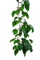 Sticker - Hanging vine tropical rainforest plant with heart shaped green leaves of Rhaphidophora spp. forest vine plant