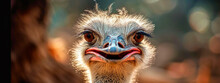 Portrait Of An Ostrich In The Wild. Selective Focus.
