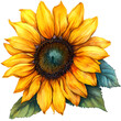 Sonnenblume mit Blättern - Gelbe Blume - Blüte - Yellow Sunflower freigestellt transparenter Hintergrund