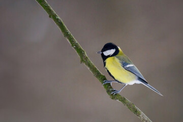 Poster - Great tit sitting on a tree branch