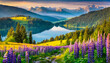 Fioletowy łubin nad jeziorem w górach, krajobraz 