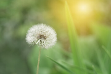 Wall Mural - soft fluffy dandelion in the sunlight. beautiful spring floral background. selective soft focus.