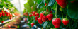 A lot of strawberries on the branches in the greenhouse. Selective focus.