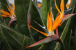 Kolorowe kwiaty strelicji, rajskiego ptaka rosnące na pięknej zielonej Maderze