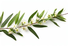 Melaleuca Tea Tree Twig With Flowers. Isolated On White Backgr