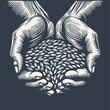 Hands full of grain. Vintage woodcut style vector illustration on dark background.
