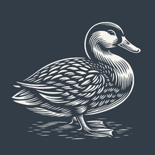 Duck. Vintage Woodcut Style Vector Illustration On Dark Background.