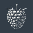 Raspberry. Vintage woodcut style vector illustration on dark background.