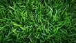 Green grass, natural outdoors. Grass texture
