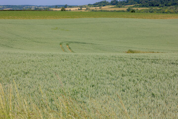 Wall Mural - Summer landscape, The terrain of hilly countryside in Zuid-Limburg, Farmland with barley (gerst) Hordeum vulgare or Wheat on hillside and tree, Small villages in Dutch province of Limburg, Netherlands