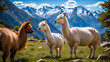 White alpacas graze in a meadow in the Alpine Mountains