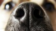 macro photography of a dog's nose