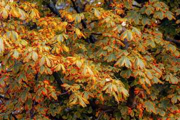 Sticker - Season change concept, Late summer, Beginning autumn, Selective focus of green leaves of Aesculus (horse chestnut) changing color from green to yellow and orange, Nature pattern texture background.