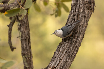 Wall Mural - A White Breasted Huthatch perches on a tree trunk facing towards the left watching the camera with a background of green and yellow colors from sunlit foliage.