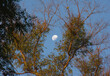 Luna creciente entre ramas: un encuentro celestial en la tranquilidad del bosque