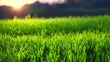 Green grass textures