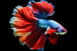 Motion animal aquarium nature pet fish luxury blue beauty fighting aggressive betta tail