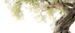 © TheWaterMeloonProjec - White overexposed background showing an olive tree trunk.
