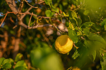 juicy lemons on a lemon tree in Cyprus in winter 11