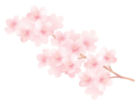 満開の桜の水彩イラスト_かわいい春の花の素材