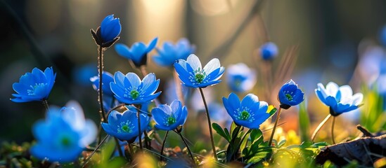 Sticker - Early morning sun illuminates closeup spring flowers in blue.