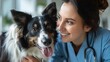 An adorable border collie dog is being examined by a beautiful female veterinarian in a veterinary clinic.