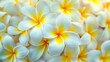 Tropical frangipani flowers in full bloom generative ai