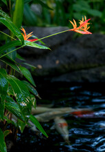 Orange And Red Bird Of Paradise Flowers Above A Fish Pond.