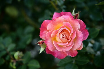Wall Mural - the image showcases a field of these vivid rose flowers in an autumn garden with selective focus, hi